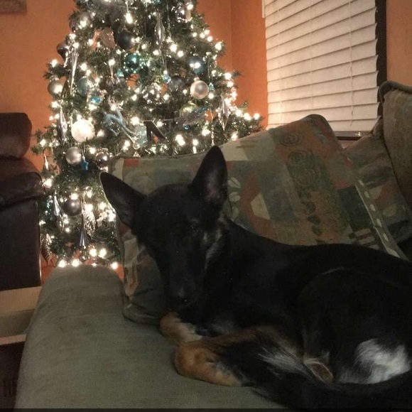 🖤✨I’M A POSH AMBASSADOR!✨🖤 - Picture 3 of 3